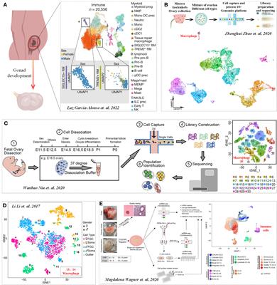 Roles of immune microenvironment in the female reproductive maintenance and regulation: novel insights into the crosstalk of immune cells